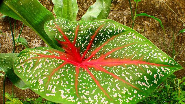 Tanaman keladi dua warna