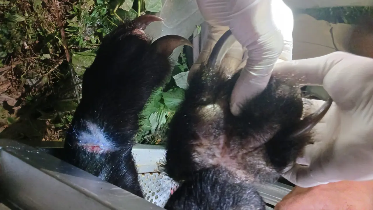 Petugas medis mengobati kaki beruang masuk pemukiman agar tidak infeksi.