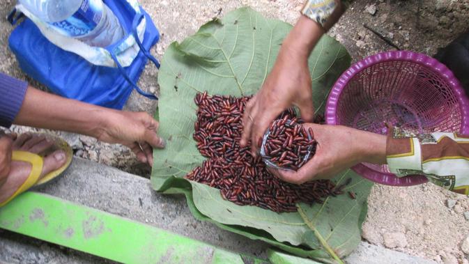 Ungker jati dinobatkan menjadi salah satu kuliner ekstrim di Blora. (Liputan6.com/ Ahmad Adirin)