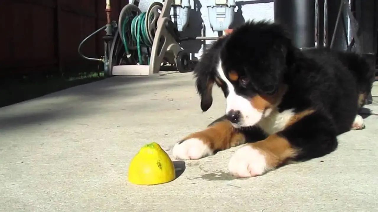 Tingkah Lucu Anjing Ketika Bertemu Lemon