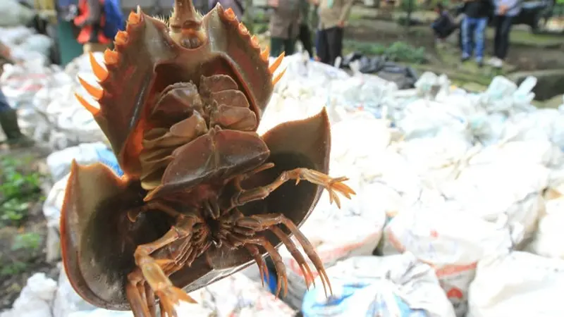 Belangkas yang dikenal sebagai satwa laut dangkal yang membantu penguraian sampah.