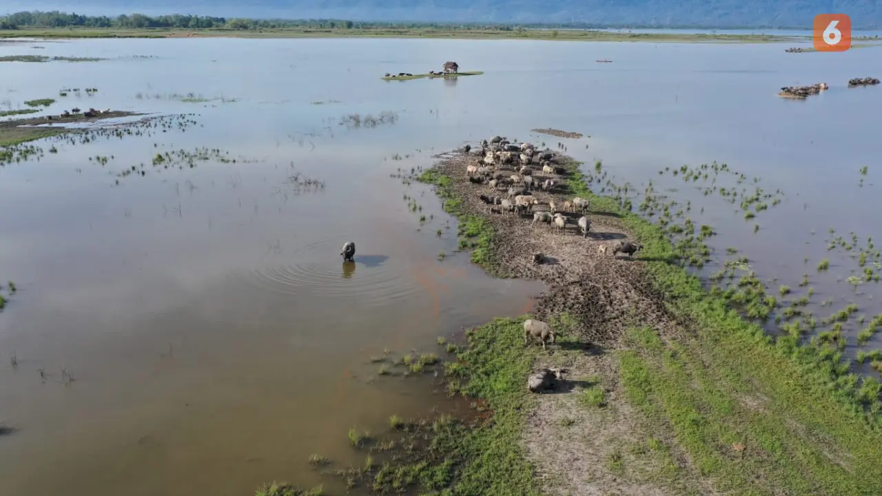 Area penggembalaan kerbau di desa Tokilo, Poso