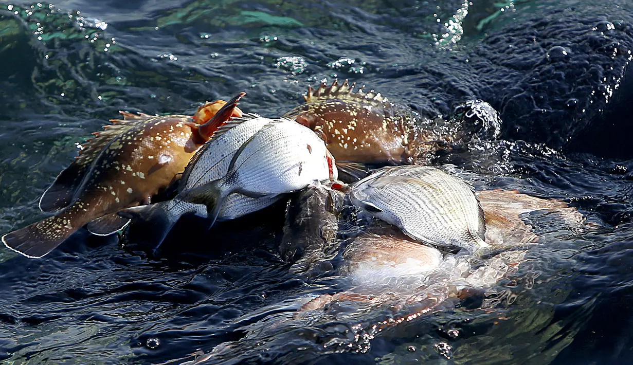 Salem Abu Amerah menyelam berusaha menangkap ikan untuk membantu keluarganya di laut di pelabuhan  Kota Gaza (20/12/2019). Salem Abu Amerah menjual ikan di pasar dan menghasilkan sekitar $ 15 per pekerjaan hari.  (AP Photo/Hatem Moussa)