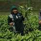 Pemkot Surabaya pun membuat mini agrowisata di area kantor Dinas Ketahanan Pangan dan Pertanian (DKPP) Kota Surabaya. (Foto: Liputan6.com/Dian Kurniawan)