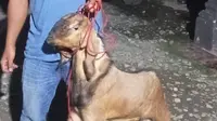 Kebelet Beli HP, Kakak di Lamteng Nekat Curi dan Jual Kambing Adiknya Sendiri