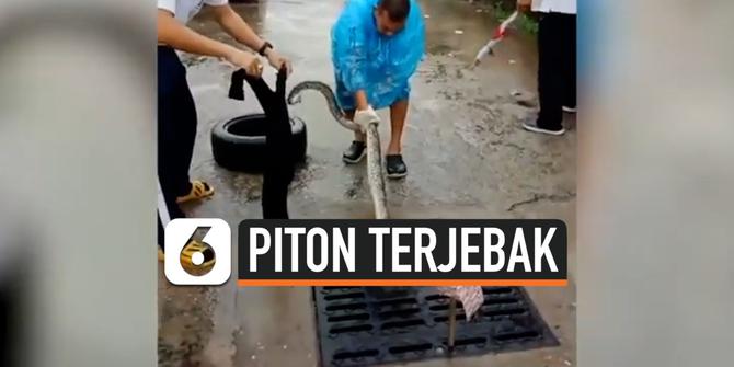VIDEO: Ngeri, Ular Piton Tiba-Tiba Muncul dari Selokan