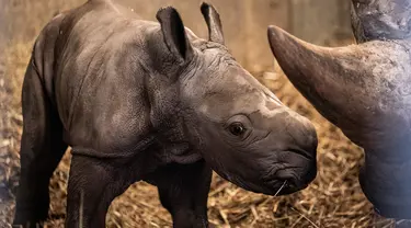 Badak putih yang baru lahir bersama induknya di kandnag mereka di Kebun Binatang Kopenhagen, Denmark, Rabu (15/4/2020). Menurut organisasi Save the Rhino International, populasi badak putih tahun 2020 adalah antara 17.212 dan 18.915. (Niels Christian Vilmann/Ritzau Scanpix/AFP)