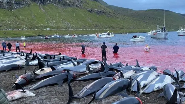 Lebih dari 1.400 Lumba-lumba Mati dalam Sehari di Kepualauan Faroe