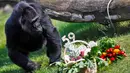 Gorila Fatou melihat bingkisan yang dihadiahkan untuknya saat merayakan ulang tahun ke-59 di Kebun Binatang Berlin, Jerman (13/4). Gorila wanita asal Afrika Barat tersebut menjadi gorila tertua di dunia.(Reuters/ Hannibal Hanschke)