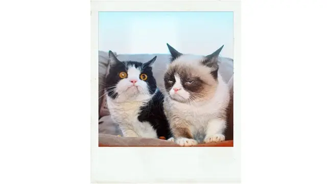 Grumpy Cat Si Selebgram Kucing Berwajah Galak Mati, Ini 7 Foto Ekspresinya