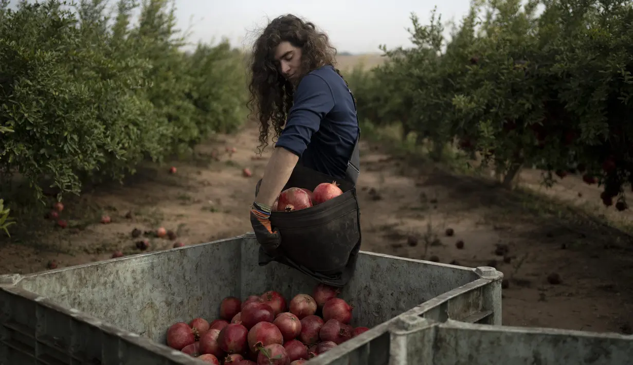 Ido Gilad, 17 tahun, menjatuhkan sekantong buah delima yang dipetiknya saat menjadi sukarelawan di sebuah perkebunan di Ashkelon, Israel, Jumat, 27 Oktober 2023. (AP Photo/Maya Alleruzzo)