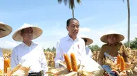 Presiden Joko Widodo (Jokowi) bersama Menteri Pertanian (Mentan) Andi Amran Sulaiman meninjau jalannya panen raya jagung di Desa Kotaraja, Kecamatan Dulupi, Kabupaten Boalemo, Provinsi Gorontalo.