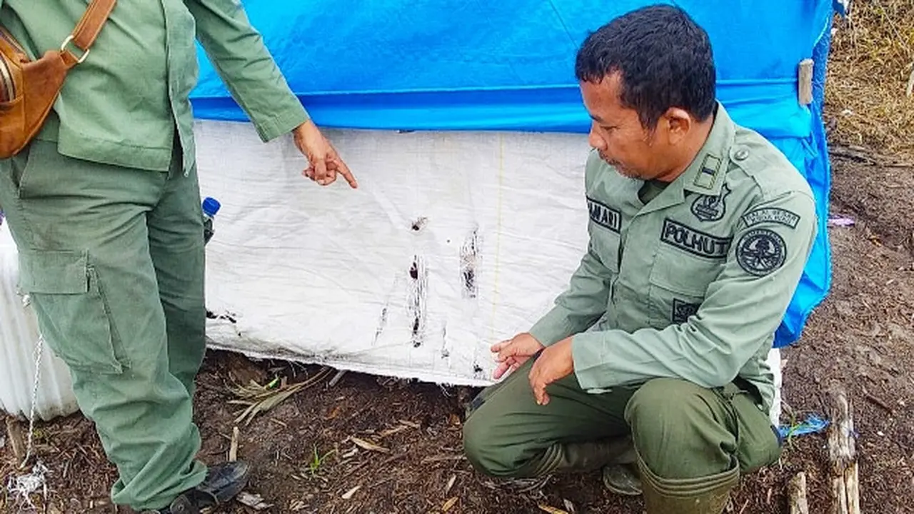 Bekas cakaran harimau sumatra di pondok terpal tempat remaja diseret pada malam hari di areal PT Mutiara Sabuk Khatulistiwa.