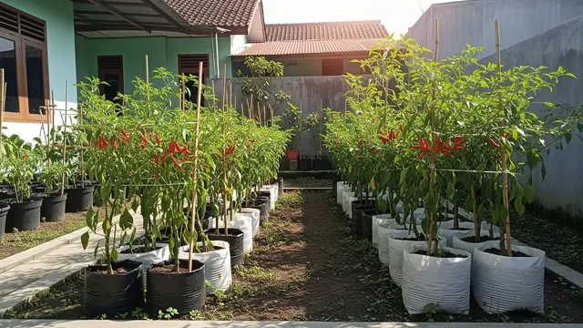 Ide Kebun Cabai Pakai Kompos Dapur yang Cocok untuk Pemula dalm Pot atau Polybag