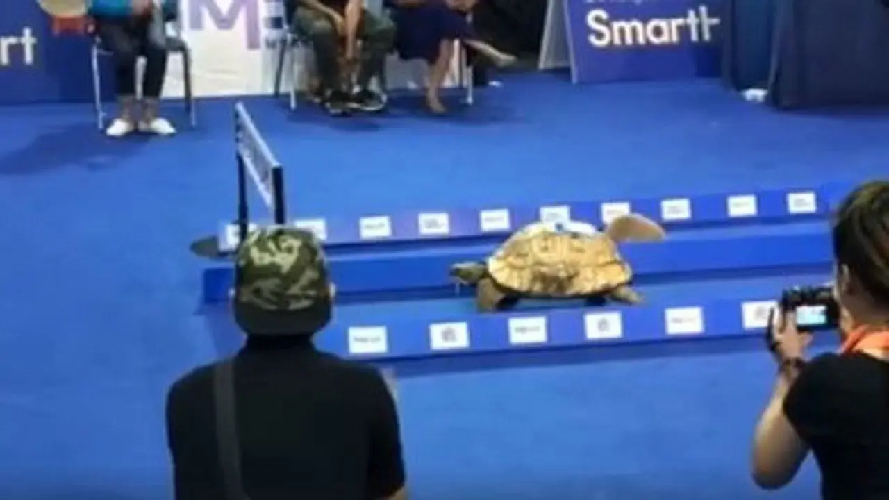 [Bintang] Adu cepat Kelinci vs Kura Kura