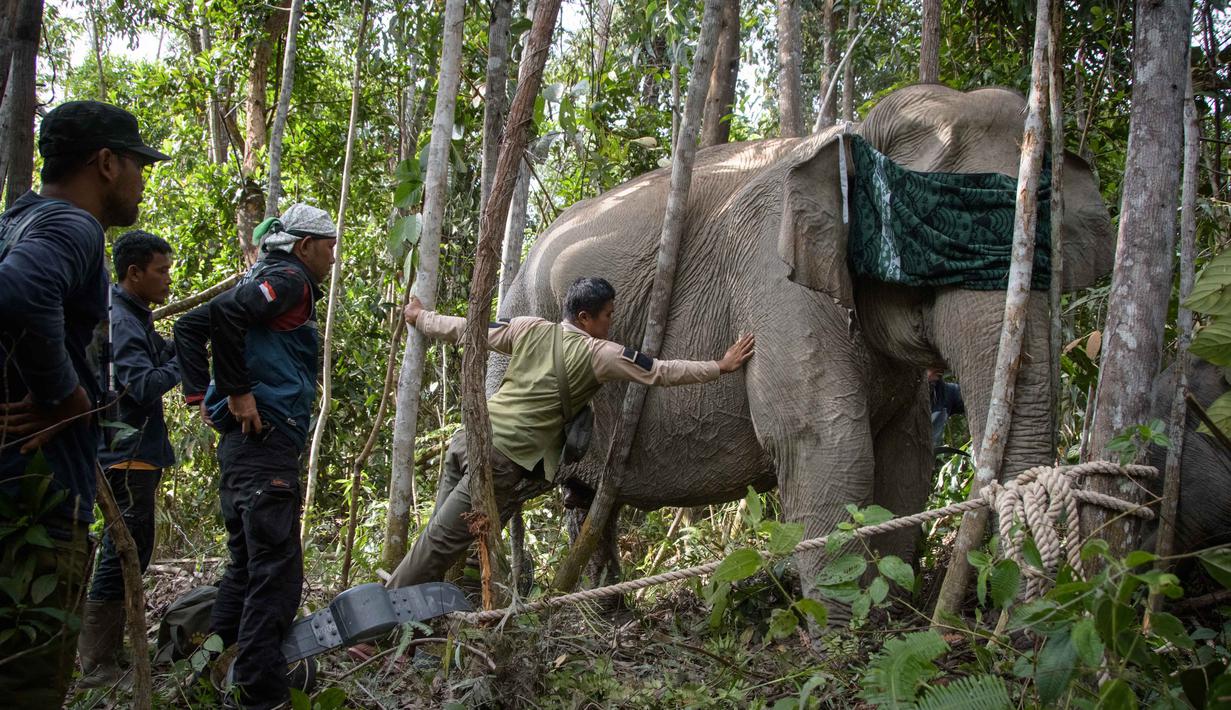Individu yang berhasil dilakukan pemasangan GPS Collar merupakan gajah betina dewasa berusia sekitar 40 tahun, dalam kondisi sehat dengan estimasi berat badan 3.320 kilogram. Foto yang diambil pada 6 November 2025 menunjukkan petugas dari Pusat Konservasi Sumber Daya Alam Riau (BBKSDA Riau) memasang kalung GPS pada seekor gajah betina liar Sumatra yang telah dibius dan ditutup matanya untuk mengurangi rangsangan visual selama prosedur, di kawasan konservasi Tesso Tenggara, Kabupaten Pelalawan, Riau. (Wahyudi/AFP)