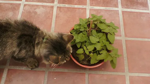 Catnip dan Kucing
