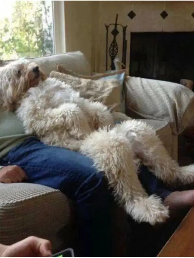 6 Potret Tingkah Laku Hewan Peliharaan Tiru Kebiasaan Manusia, Bikin Gemas