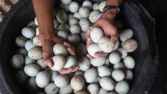 Resep Lezat Telur Asin Brebes yang Bertahan Hingga Setengah Abad