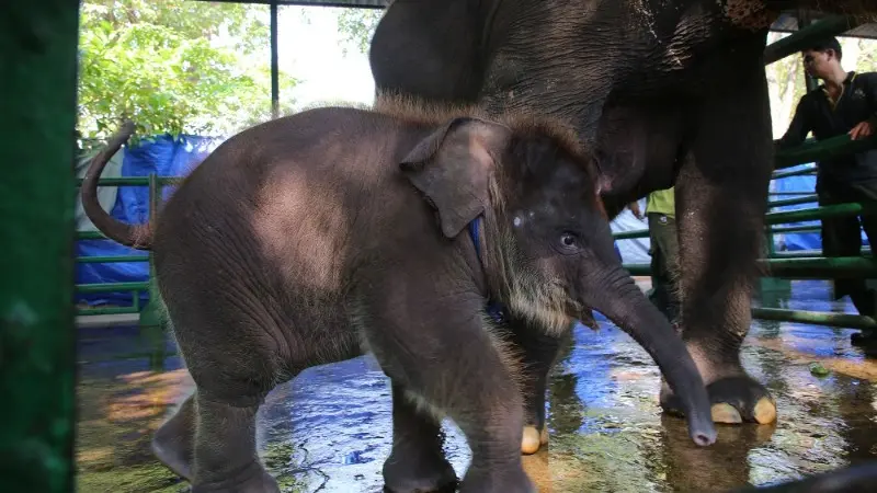 Anak gajah berusia dua bulan di Kebun Binatang Surabaya diberi nama Rocky Balboa. (Istimewa)