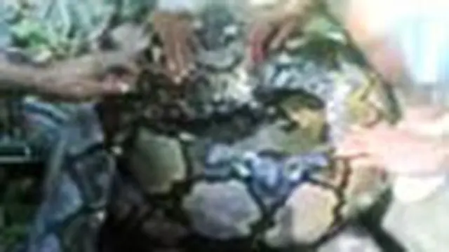 Ular Piton Terjerat Jaring Nelayan