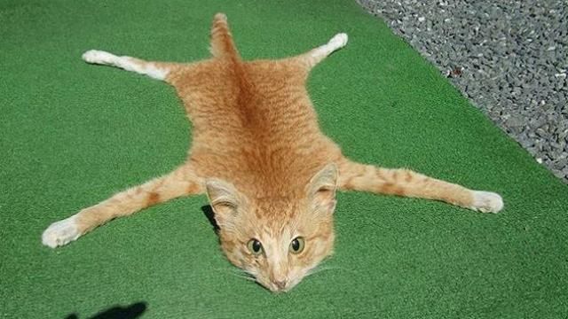 Sumber Bahan Bakar Mobil yang Tak Terduga