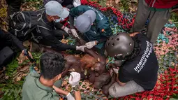 Seekor induk orangutan bersama anaknya sedang dievakuasi oleh petugas akibat kebakaran hutan dan lahan di Desa Sungai Awan Kiri, Kecamatan Muara Pawan, Kabupaten Ketapang, Kalimantan Barat, Kamis, 3 September 2026. (AFP/ Yiari/ kementrian kehutanan)