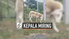 Seekor kambing mengalami kondisi aneh dengan kepala miring 90 derajat. Kejadian itu terjadi di St Thomas, kepulauan Virgin, Amerika Serikat. Menurut sang pemilik, kambing tetap tumbuh sehat meski hidup dengan kepala miring.