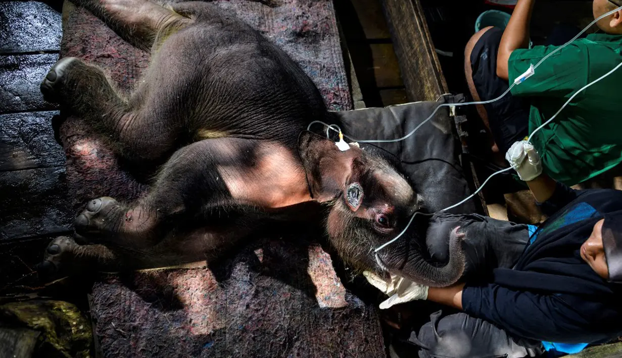 Seekor bayi gajah Sumatera mendapat perawatan medis di Pusat Konservasi Gajah Saree, Aceh Besar, Aceh, Senin (15/2/2021). BKSDA Aceh menyatakan gajah yang dievakuasi setelah terjebak dalam kubangan lumpur di Kecamatan Tiro, Kabupaten Pidie, masih dalam perawatan tim medis. (CHAIDEER MAHYUDDIN/AFP)