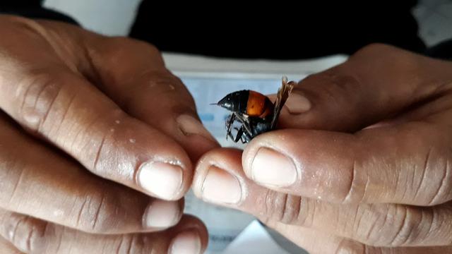 Serangan Tawon Vespa Affinis