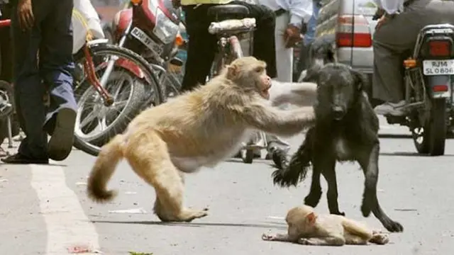 Induk Monyet Pertaruhkan Nyawa Selamatkan Anak dari Terkaman Anjing