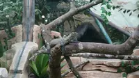 Anak komodo yang menetas di Taman Safari Indonesia, Cisarua, Bogor, Jawa Barat. (Liputan6.com/Achmad Sudarno)
