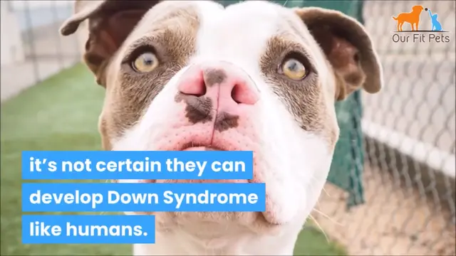Ilustrasi Anjing Down Syndrome, tangkapan layar (sumber: youtube.com/OurFitPets)