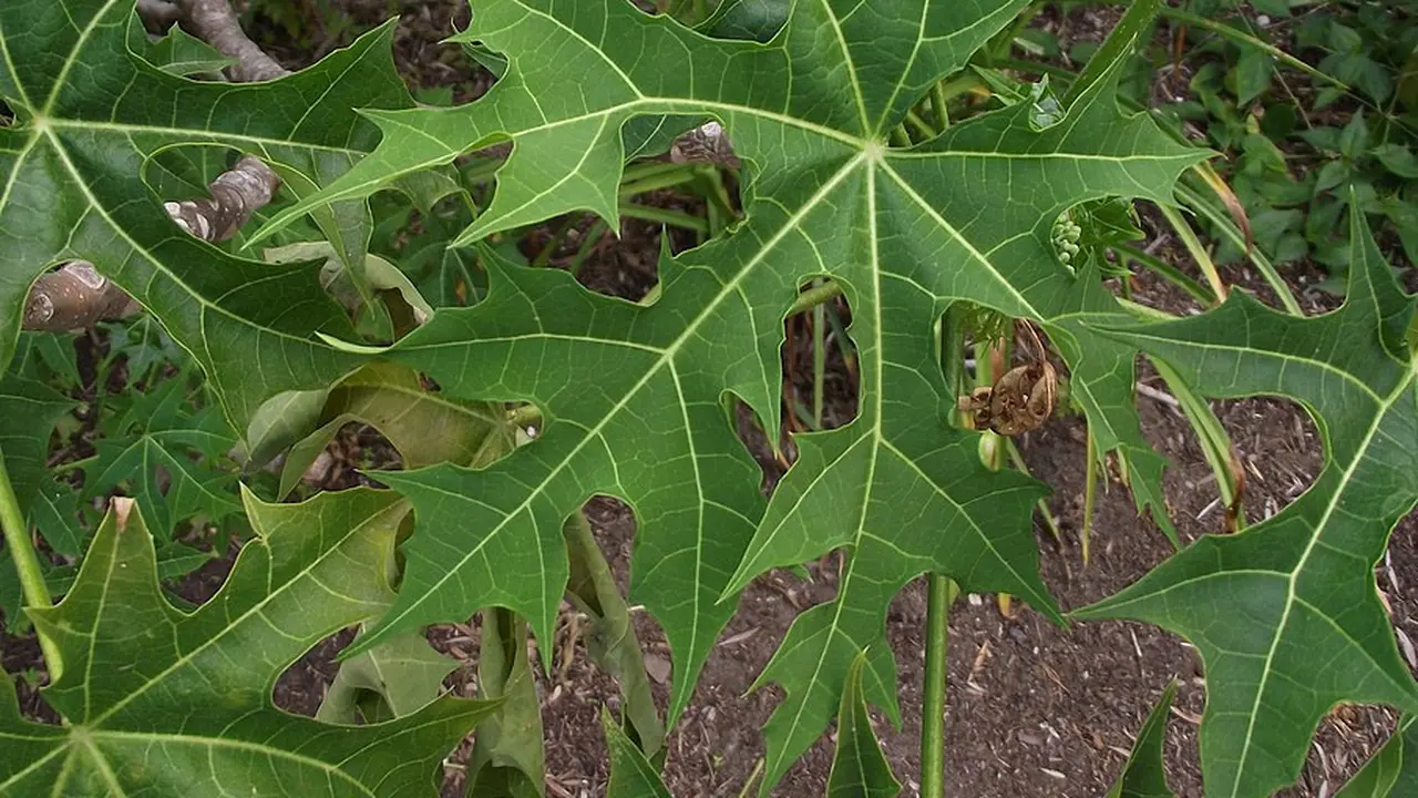 Daun Pepaya Jepang (By Tortie tude - Own work, CC0, https://commons.wikimedia.org/w/index.php?curid=27882144)