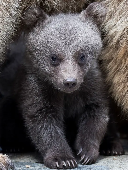 Wajah lucu beruang cokelat Suriah saat bermain di kandangnya di Kebun Binatang Servion, Swiss, Selasa (17/4). Tiga bayi beruang lahir pada 19 Januari 2018. (Cyril Zingaro / Keystone via AP)