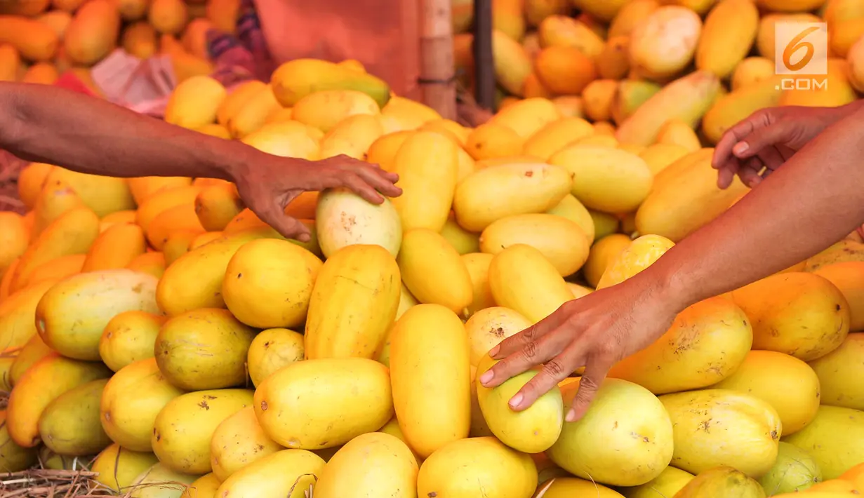 Pedagang menunjukan timun suri ukuran besar di Pasar Induk, Kramat Jati, Jakarta, Senin (5/7). Timun suri biasa digunakan sebagai menu berbuka puasa warga untuk dicampurkan dengan minuman segar. (Liputan6.com/Yoppy Renato)