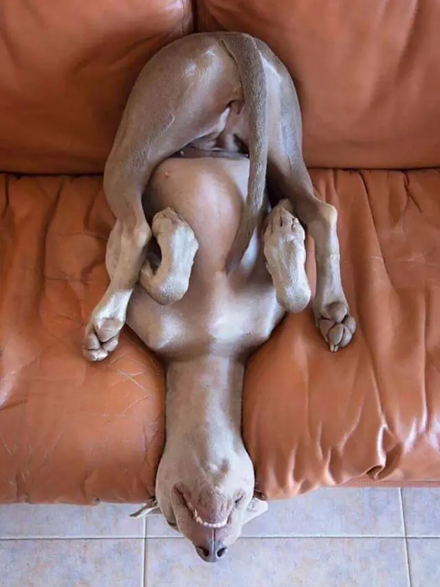 posisi absurd anjing