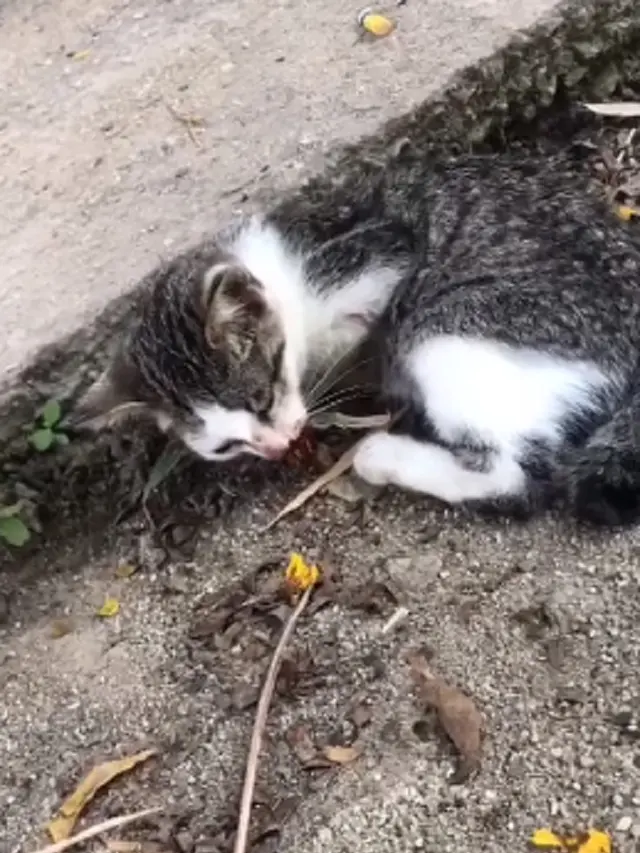 viral wanita memukuli kucing