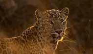 7 Perbedaan Cheetah dan Leopard, Kenali dari Bintik hingga Cara Berburu