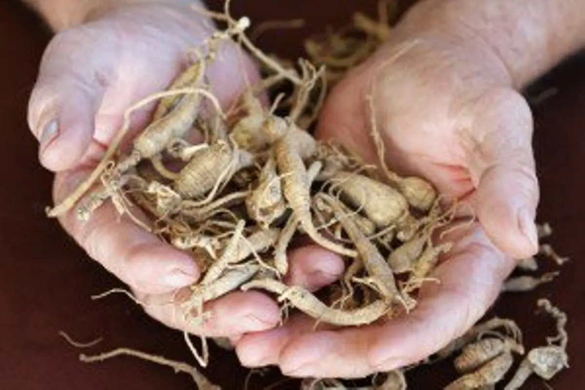 ginseng dan seks