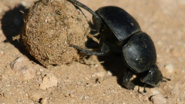 Dung Beetle