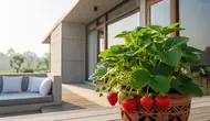 7 Cara Membuat Tanaman Stroberi Berbuah di Pot Rumah, Jangan Cuma Tumbuh Daun
