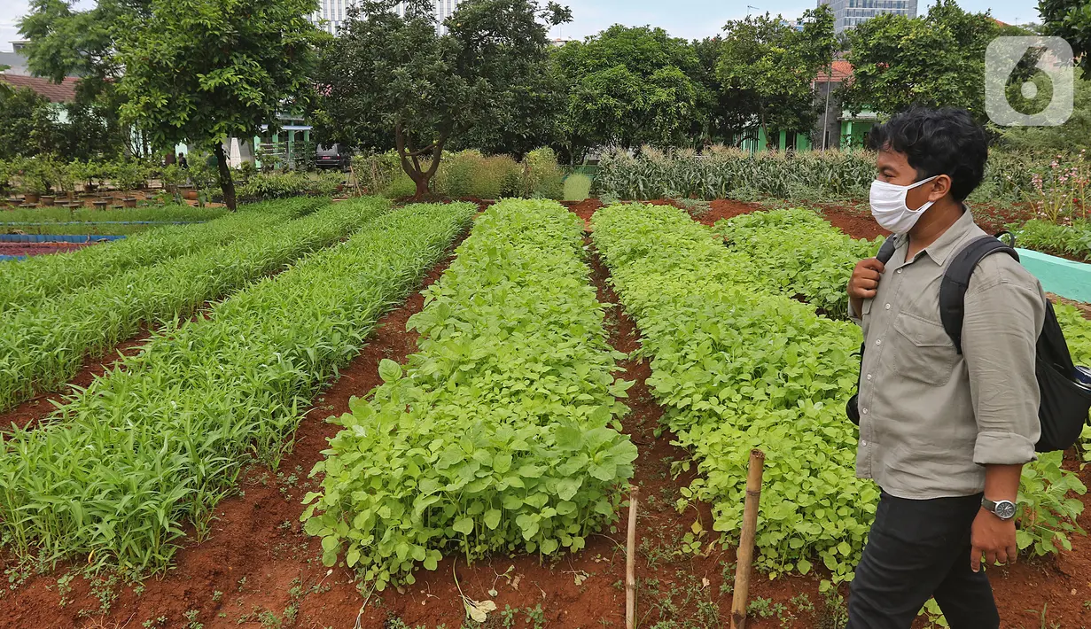 Seorang pria melintas di kawasan Agro Edukasi Wisata Ragunan, Jakarta, Sabtu (16/1/2021). Kawasan Agro Edukasi Wisata Ragunan yang diresmikan Mentan Syahrul Yasin Limpo pada Jumat (15/1) lalu tersebut bisa menjadi salah satu pilihan menghabiskan akhir pekan di Jakarta. (Liputan6.com/Herman Zakharia)