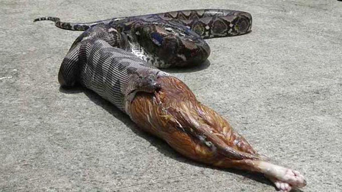 Yigit va oyinchoq bilan porno jinsiy aloqa