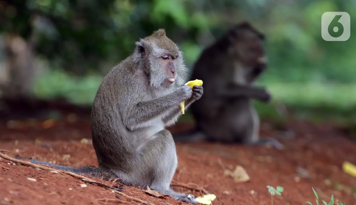 Monyet ekor panjang (Macaca Fascicularis) memakan buah yang dilemparkan warga di kawasan Suaka Margasatwa Muara Angke, Penjaringan, Jakarta, Sabtu (29/5/2021). Pemberian makanan oleh warga kepada monyet ekor panjang bisa berdampak pada perilaku makan hewan tersebut. (Liputan6.com/Helmi Fithriansyah)