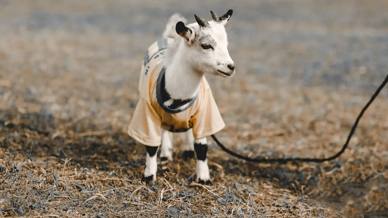 Gambar Kambing Lucu (Photo by sergio souza on Unsplash)