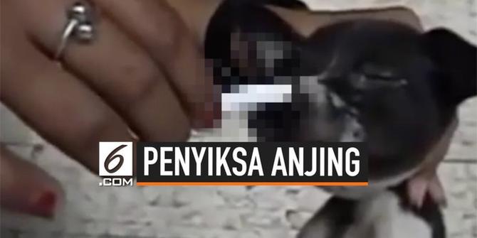 VIDEO: Pecinta Anjing Indonesia Buru Wanita Penyiksa Anjing