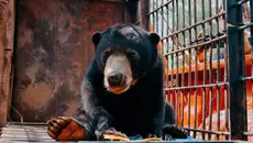 Serangan Beringas Beruang Madu Sebabkan Warga Pingsan