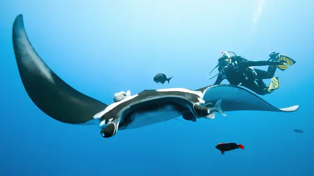 Menyelami Laut Bersama Iringan Para Manta di Manta Point