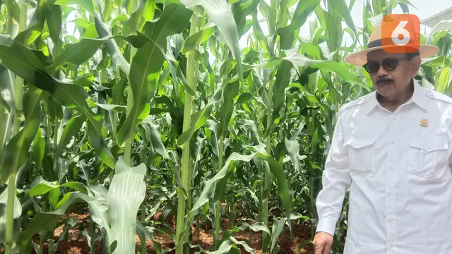 Sekretaris Dewan Jagung Nasional (DJN), Maxdeyul Sola, Melihat Kebun Jagung di Kota Serang, Banten. (Kamis, 27/10/2022). (Yandhi Deslatama/Liputan6.com).